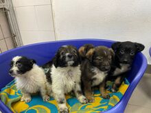 BEANIE, Hund, Mischlingshund in Rostock - Bild 8