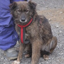 NELE, Hund, Mischlingshund in Rumänien - Bild 2