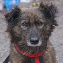 NELE, Hund, Mischlingshund in Rumänien - Bild 3