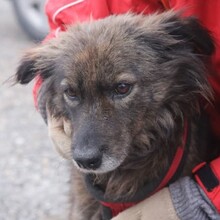 NELE, Hund, Mischlingshund in Rumänien - Bild 4