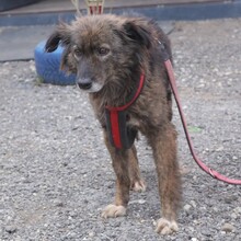 NELE, Hund, Mischlingshund in Rumänien - Bild 6