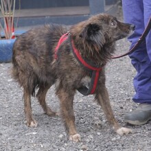 NELE, Hund, Mischlingshund in Rumänien - Bild 7