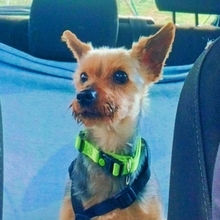 TEDDY, Hund, Yorkshire Terrier-Mix in Spanien - Bild 1