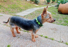 TEDDY, Hund, Yorkshire Terrier-Mix in Spanien - Bild 5