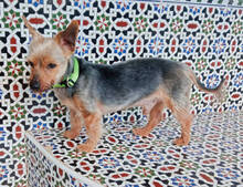 TEDDY, Hund, Yorkshire Terrier-Mix in Spanien - Bild 6