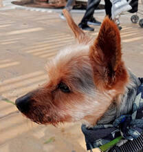 TEDDY, Hund, Yorkshire Terrier-Mix in Spanien - Bild 7