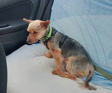 TEDDY, Hund, Yorkshire Terrier-Mix in Spanien - Bild 8