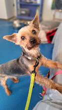 TEDDY, Hund, Yorkshire Terrier-Mix in Spanien - Bild 9