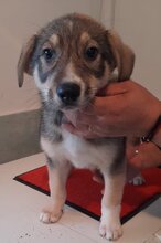 MAX, Hund, Mischlingshund in Mönchengladbach