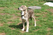 MAX, Hund, Mischlingshund in Mönchengladbach - Bild 10