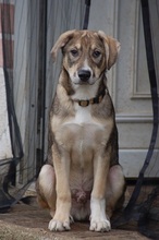MAX, Hund, Mischlingshund in Mönchengladbach - Bild 11
