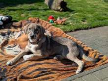 MAX, Hund, Mischlingshund in Mönchengladbach - Bild 13