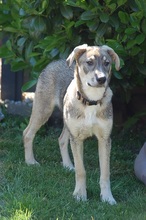 MAX, Hund, Mischlingshund in Mönchengladbach - Bild 14