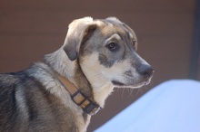 MAX, Hund, Mischlingshund in Mönchengladbach - Bild 15