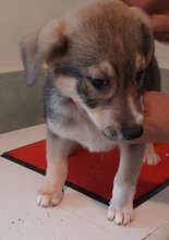 MAX, Hund, Mischlingshund in Mönchengladbach - Bild 2
