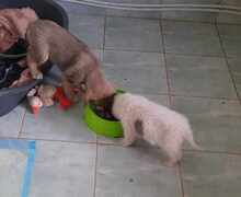 MAX, Hund, Mischlingshund in Mönchengladbach - Bild 3