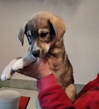 MAX, Hund, Mischlingshund in Mönchengladbach - Bild 4