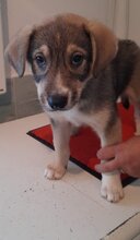 MAX, Hund, Mischlingshund in Mönchengladbach - Bild 5