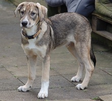 MAX, Hund, Mischlingshund in Mönchengladbach - Bild 6