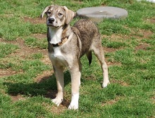MAX, Hund, Mischlingshund in Mönchengladbach - Bild 7