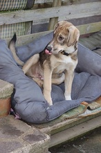 MAX, Hund, Mischlingshund in Mönchengladbach - Bild 8