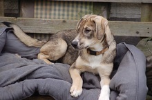 MAX, Hund, Mischlingshund in Mönchengladbach - Bild 9
