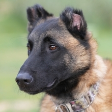 HUDSON, Hund, Malinois-Mix in Spanien - Bild 1