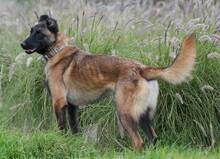 HUDSON, Hund, Malinois-Mix in Spanien - Bild 2