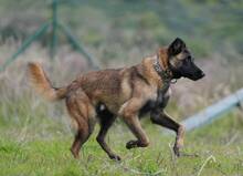 HUDSON, Hund, Malinois-Mix in Spanien - Bild 3