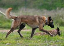 HUDSON, Hund, Malinois-Mix in Spanien - Bild 4