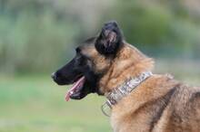 HUDSON, Hund, Malinois-Mix in Spanien - Bild 5