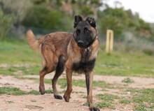 HUDSON, Hund, Malinois-Mix in Spanien - Bild 6