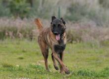 HUDSON, Hund, Malinois-Mix in Spanien - Bild 7