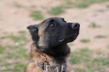 HUDSON, Hund, Malinois-Mix in Spanien - Bild 8