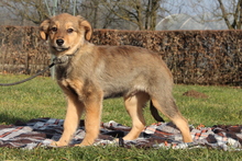 WINSTON, Hund, Mischlingshund in Hagen - Bild 1