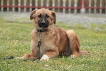 NEYLO, Hund, Mischlingshund in Hagen - Bild 1