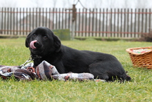 LIMANA, Hund, Mischlingshund in Hagen - Bild 2