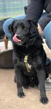 NANDO, Hund, Mischlingshund in Hagen - Bild 6