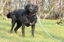 NANDO, Hund, Mischlingshund in Hagen - Bild 3