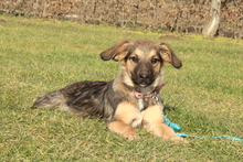 MARTY, Hund, Mischlingshund in Hagen - Bild 1