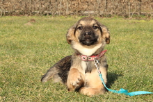 MARTY, Hund, Mischlingshund in Hagen - Bild 2