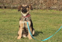 MARTY, Hund, Mischlingshund in Hagen - Bild 3