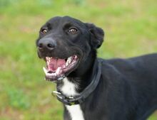 DACAPO, Hund, Border Collie-Mix in Spanien - Bild 1