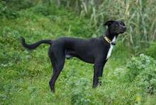 DACAPO, Hund, Border Collie-Mix in Spanien - Bild 2