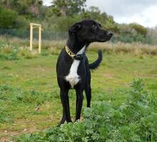 DACAPO, Hund, Border Collie-Mix in Spanien - Bild 3