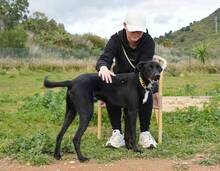 DACAPO, Hund, Border Collie-Mix in Spanien - Bild 6