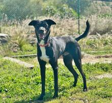 DACAPO, Hund, Border Collie-Mix in Spanien - Bild 8