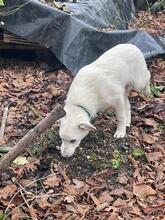 MARTIN, Hund, Mischlingshund in Leverkusen - Bild 10