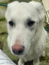 MARTIN, Hund, Mischlingshund in Leverkusen - Bild 11