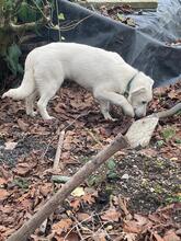 MARTIN, Hund, Mischlingshund in Leverkusen - Bild 6